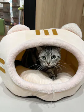 猫カフェPuchiMarry　イオンモール高岡店に投稿された画像（2026/3/22）