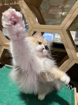 猫カフェPuchiMarry　イオンモール高岡店に投稿された画像（2026/3/22）