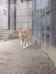 秋田市大森山動物園に投稿された画像（2026/3/22）