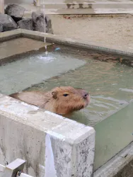 秋田市大森山動物園に投稿された画像（2026/3/22）