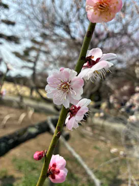偕楽園本園に投稿された画像（2026/3/22）