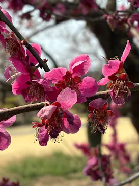 偕楽園本園に投稿された画像（2026/3/22）