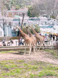 名古屋市東山動植物園に投稿された画像（2026/3/22）