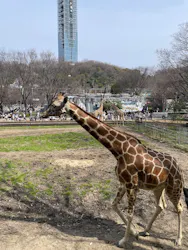 名古屋市東山動植物園に投稿された画像（2026/3/22）