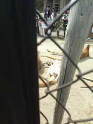 名古屋市東山動植物園に投稿された画像（2026/3/22）