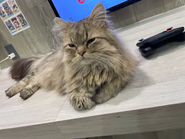 猫カフェモカ 京都河原町店に投稿された画像（2026/3/22）