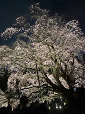 六義園に投稿された画像（2026/3/22）