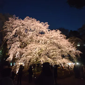 六義園に投稿された画像（2026/3/22）