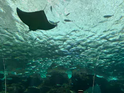 名古屋港水族館に投稿された画像（2026/3/22）