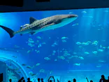 沖縄美ら海水族館に投稿された画像（2026/3/22）