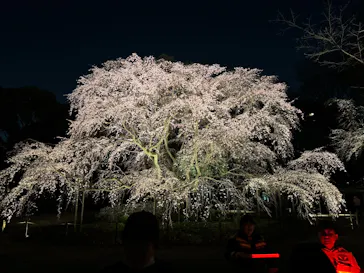 六義園に投稿された画像（2026/3/22）