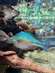 カワスイ 川崎⽔族館に投稿された画像（2026/3/22）