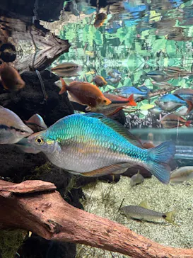 カワスイ 川崎⽔族館に投稿された画像（2026/3/22）