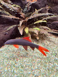 カワスイ 川崎⽔族館に投稿された画像（2026/3/22）