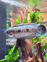 カワスイ 川崎⽔族館に投稿された画像（2026/3/22）