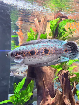 カワスイ 川崎⽔族館に投稿された画像（2026/3/22）