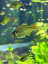 カワスイ 川崎⽔族館に投稿された画像（2026/3/22）