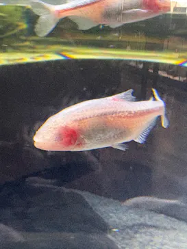 カワスイ 川崎⽔族館に投稿された画像（2026/3/22）