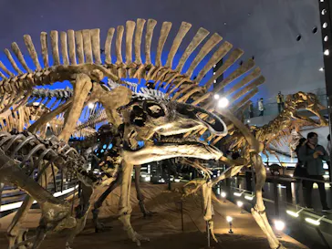 福井県立恐竜博物館に投稿された画像（2026/3/22）
