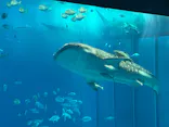 沖縄美ら海水族館に投稿された画像（2026/3/22）