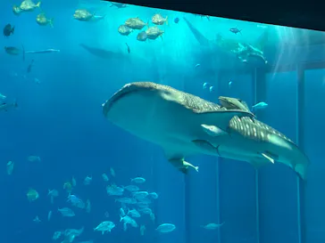 沖縄美ら海水族館に投稿された画像（2026/3/22）