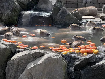 伊豆シャボテン動物公園に投稿された画像（2026/3/22）