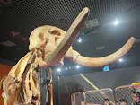 特別展「超危険生物展　科学で挑む生き物の本気」に投稿された画像（2026/3/22）