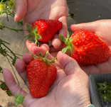 果実の里 原田農園に投稿された画像（2026/3/22）