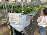 Strawberry Farm シャインベリーに投稿された画像（2026/3/22）