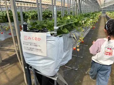 Strawberry Farm シャインベリーに投稿された画像（2026/3/22）