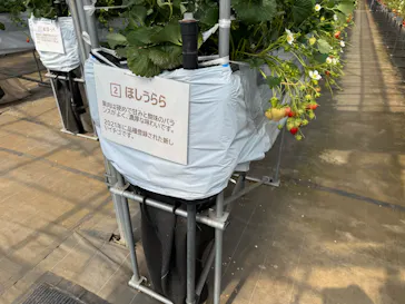 Strawberry Farm シャインベリーに投稿された画像（2026/3/22）