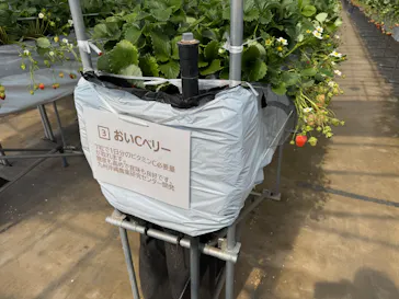 Strawberry Farm シャインベリーに投稿された画像（2026/3/22）