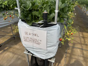 Strawberry Farm シャインベリーに投稿された画像（2026/3/22）