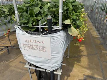 Strawberry Farm シャインベリーに投稿された画像（2026/3/22）