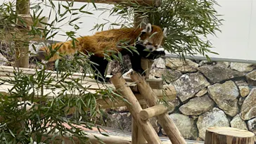 アドベンチャーワールドに投稿された画像（2026/3/22）