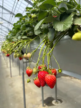 東松山市農林公園に投稿された画像（2026/3/22）