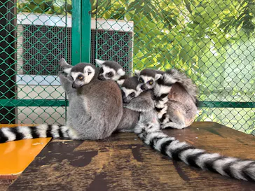 那須ワールドモンキーパークに投稿された画像（2026/3/22）