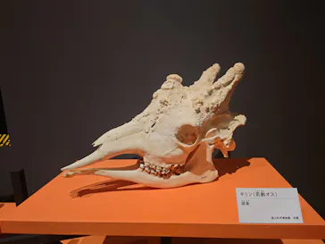 特別展「超危険生物展　科学で挑む生き物の本気」に投稿された画像（2026/3/22）