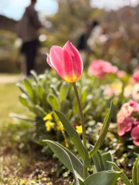 ACAO FORESTに投稿された画像（2026/3/22）