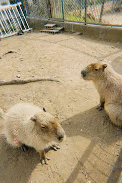 日立市かみね動物園に投稿された画像（2026/3/22）