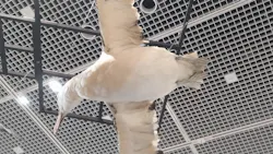 特別展「鳥 ～ゲノム解析が解き明かす新しい鳥類の系統～」に投稿された画像（2026/3/22）