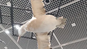 特別展「鳥 ～ゲノム解析が解き明かす新しい鳥類の系統～」に投稿された画像（2026/3/22）