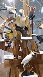 特別展「鳥 ～ゲノム解析が解き明かす新しい鳥類の系統～」に投稿された画像（2026/3/22）