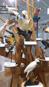 特別展「鳥 ～ゲノム解析が解き明かす新しい鳥類の系統～」に投稿された画像（2026/3/22）