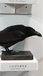 特別展「鳥 ～ゲノム解析が解き明かす新しい鳥類の系統～」に投稿された画像（2026/3/22）