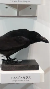 特別展「鳥 ～ゲノム解析が解き明かす新しい鳥類の系統～」に投稿された画像（2026/3/22）