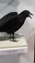 特別展「鳥 ～ゲノム解析が解き明かす新しい鳥類の系統～」に投稿された画像（2026/3/22）