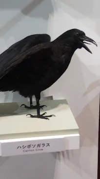 特別展「鳥 ～ゲノム解析が解き明かす新しい鳥類の系統～」に投稿された画像（2026/3/22）