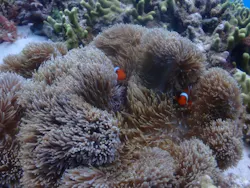 ブクブクダイバーズに投稿された画像（2026/3/22）