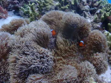 ブクブクダイバーズに投稿された画像（2026/3/22）